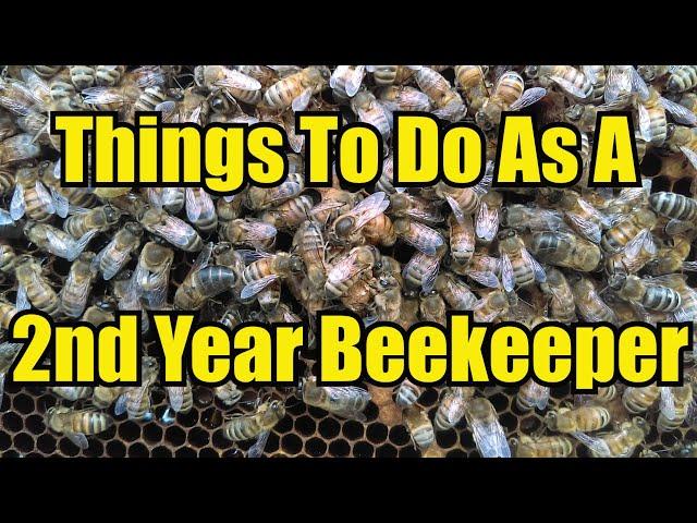 Things To Do As A Second Year Beekeeper