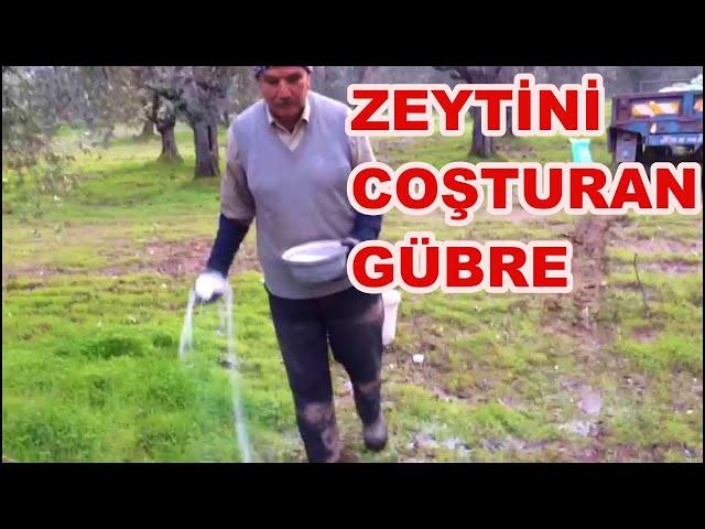 Zeytin Verimi Artırımında Şeker Gübre Ne Zaman Atılır? Nasıl Atılır?