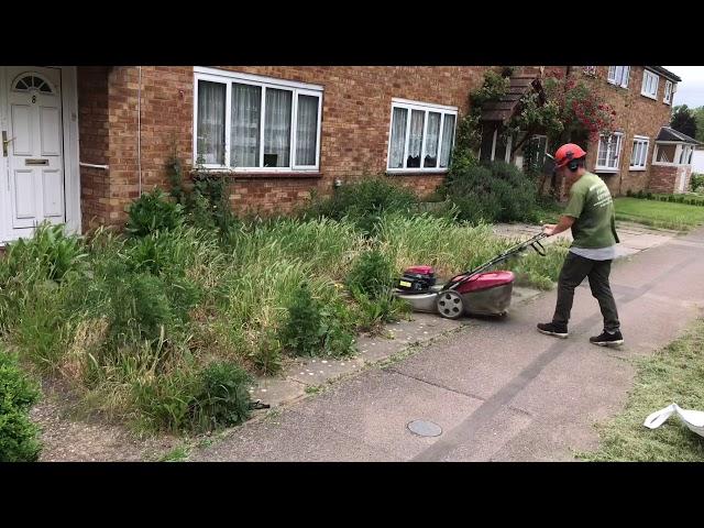 Clearing weeds: general garden maintenance