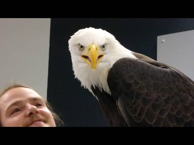 Alaska Raptor Center Education Eagle