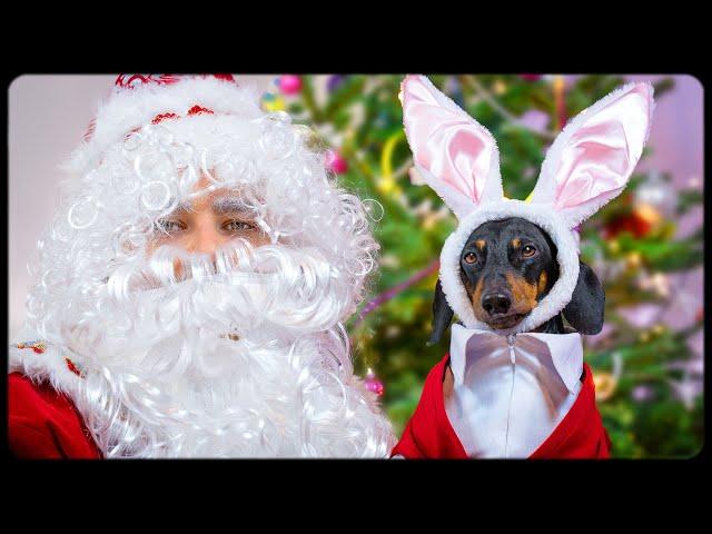 The best New Year's gift ever! Cute & funny dachshund dog video!