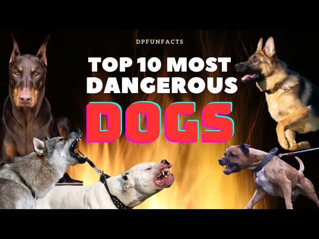 TOP 10 MOST DANGEROUS DOGS IN THE WORLD | DPFunFacts #dogs