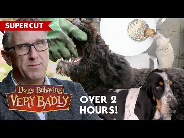 Non-Stop Dogs Behaving Very Badly: 2 Hour Supercut! Vol. 1