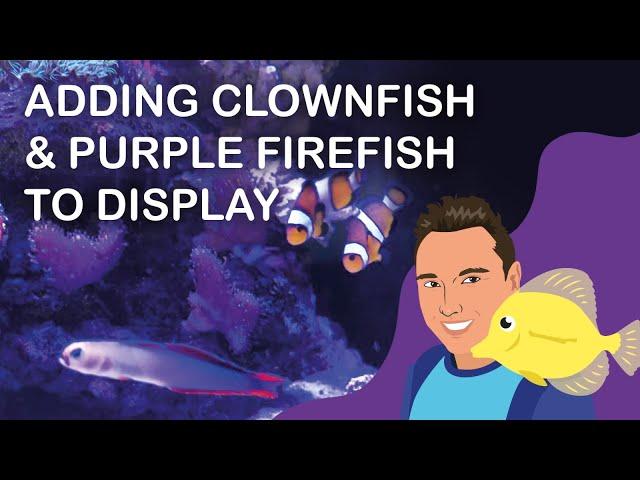 Adding Clownfish & Purple Firefish to Display (Red Sea Reefer 250)