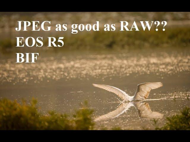 Canon EOS R5 birding, JPEG vs RAW vs CRAW.  JPEG as good as RAW????