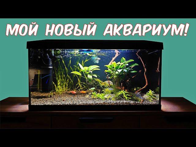 How I bought an aquarium, set it up and populated it with inhabitants!