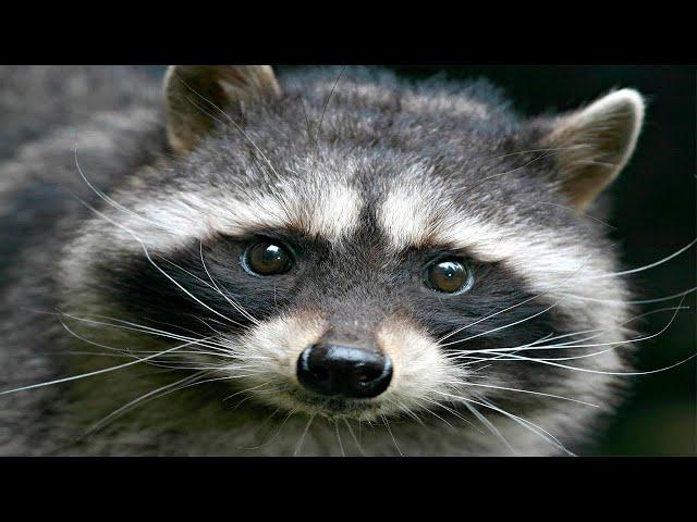 YMS Wants a Pet Raccoon