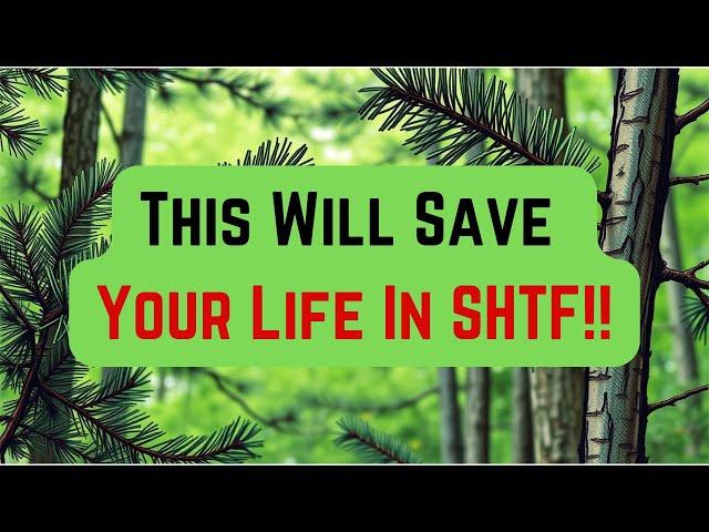 Survival Hacks: Pine Trees Will Save Your Life!