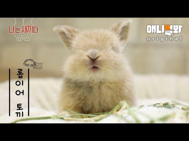 I’m a 30-Day-Old Baby Lop-Earned Bunny [SBS Animal I’M THE BABY 38th Edition]