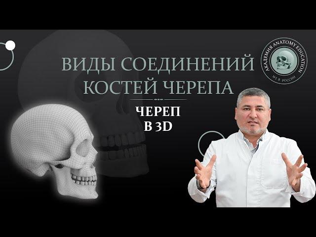 Виды соединений костей черепа. Анатомия черепа в 3D