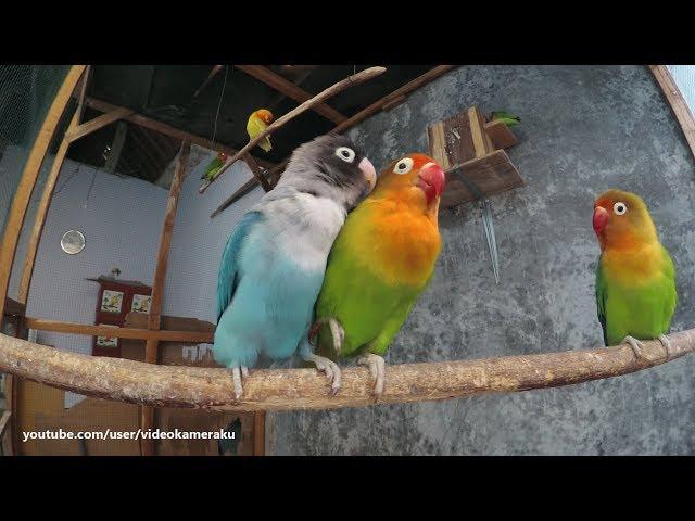 1 Hour Lovebird Sounds - February 17 2019 - Part 1