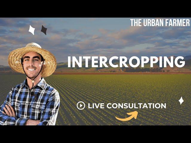 Garden Layout + Intercropping - LIVE CONSULTATION [ LISTEN IN ]