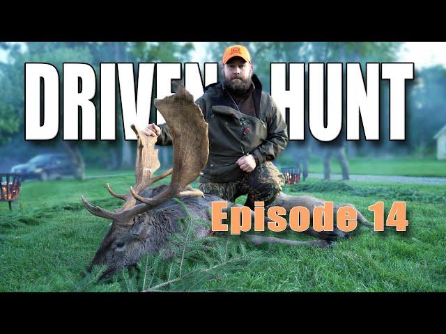 DRIVEN HUNT EP. 14 - Fallow deer, Moose & Roe deer at Christineholm in Sweden