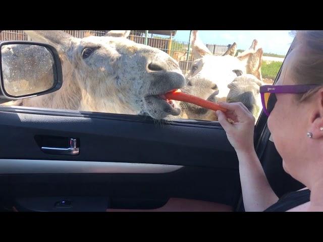 Feeding Donkeys at the Donkey Sanctuary Bonaire