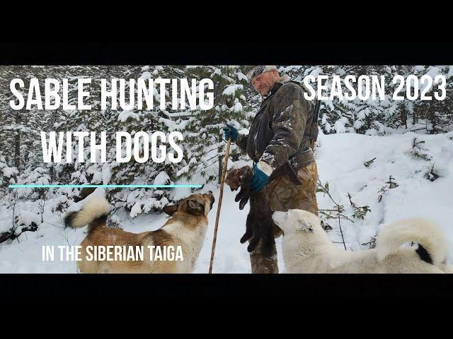 Barguzin sable hunting with dogs in the Siberian taiga.