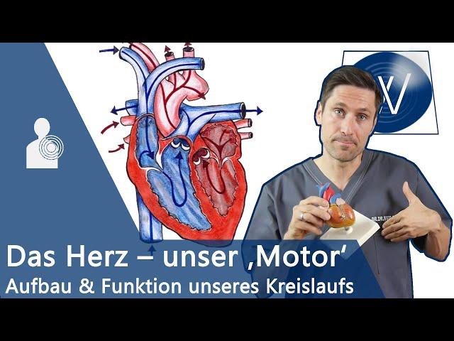 Unser Herz & Blutkreislauf einfach erklärt: Anatomie, Funktion und Physiologie vom Lebensmotor