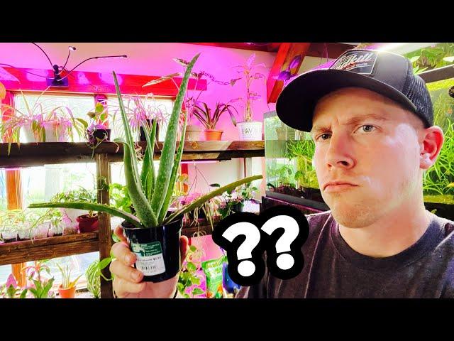 Aloe Vera Plant is Drooping? Falling Over?