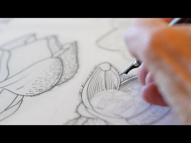 The art and science of botanical illustration ft. Alice Tangerini, Smithsonian