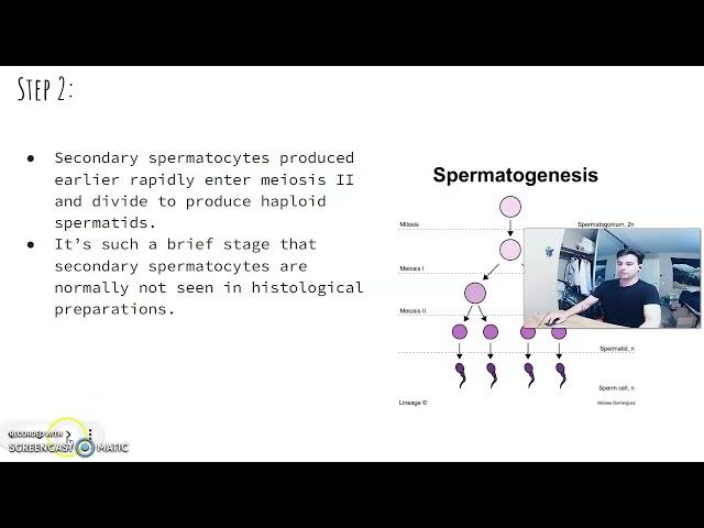 Sperm Maturation - Presented by Matthew Lozancich