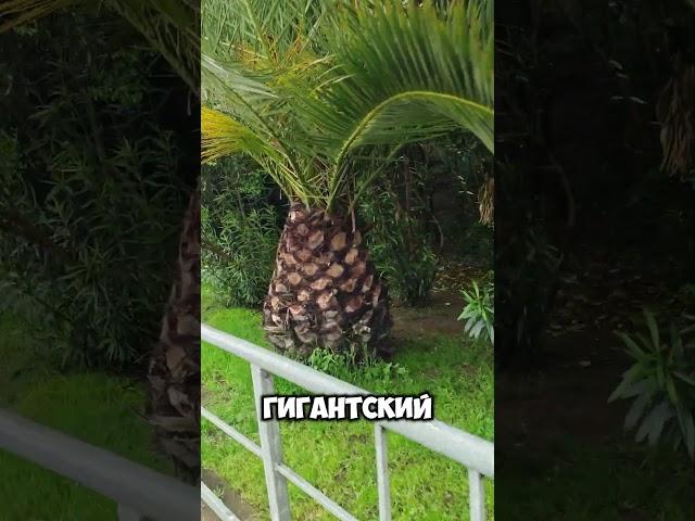 Большой анонас #top #юмор #лесной #trending #тренды #прикол #природа #топ #топчик #ананас #фрукты