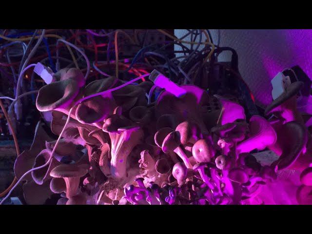 Blue Oyster Mushrooms Play Synth Live