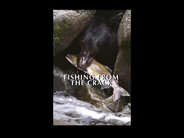 Crack Bear Catching a Salmon