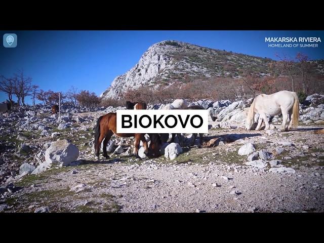 Scenes from Paradise: Horses at Biokovo mountain | Makarska Riviera | Croatia