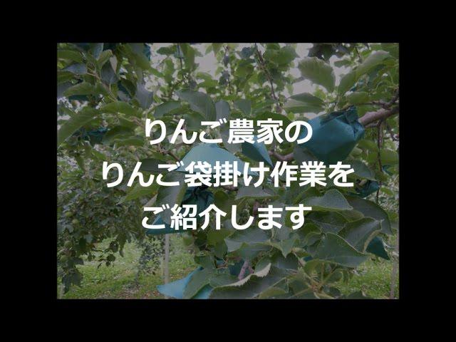 【りんごの袋掛け】地味だけど大切な作業【りんご大学HP】