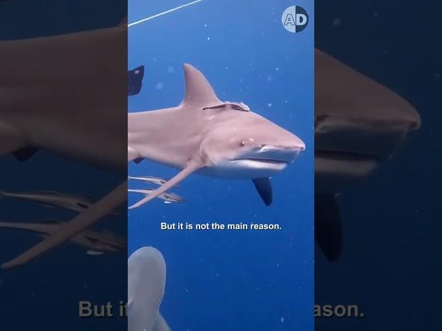 Why Do Bull Sharks Attack: The Science Behind Their Behavior