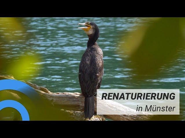 Renaturierung der Flüsse im Münsterland | Ostviertel