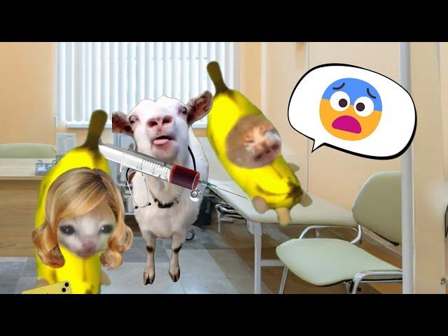 Banana Cat is Scared of Injections[FULL EPISODE]