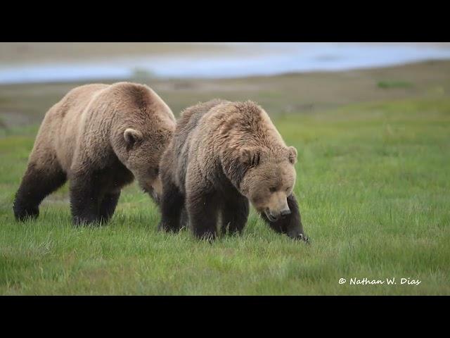 Brown Bears mating - close approach.  Katmai National Park.   June 13, 2024.