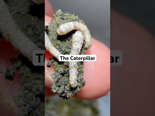 The caterpillar vs the moth #silkworms #bombyxmori