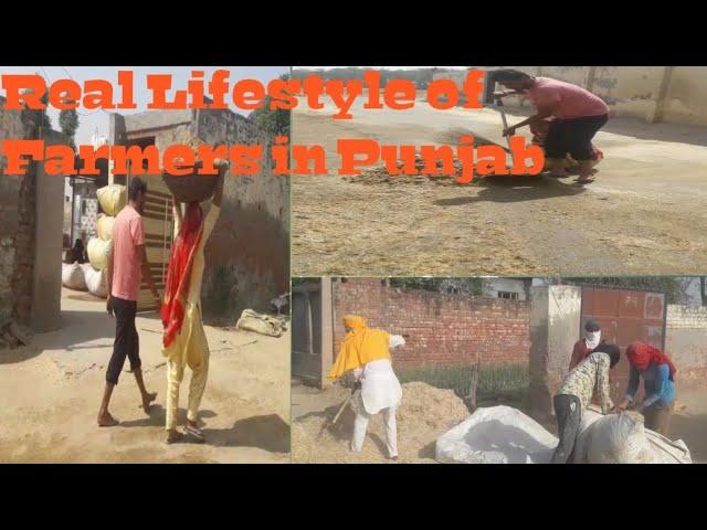 Real Lifestyle of Farmers in Punjab ll By jawanda Vlogs