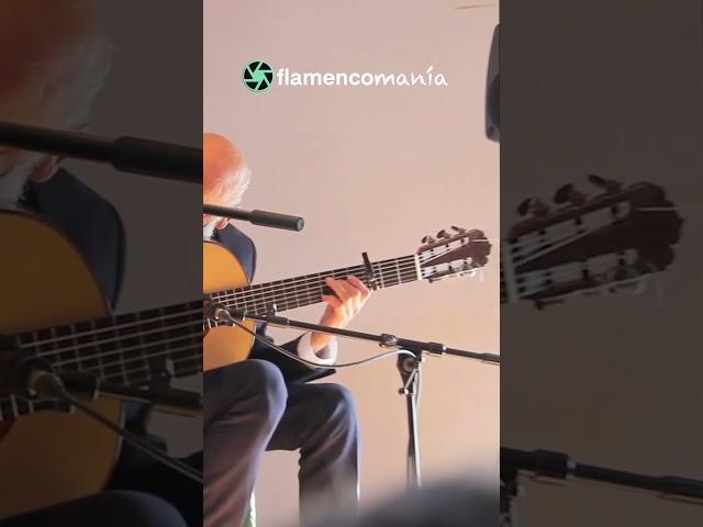 Periquín Niño Jero, el soniquete x #bulería con nombre y apellido #flamenco #4k #flamencomania #arte