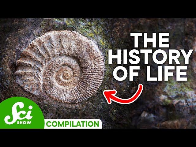 A Timeline of Life on Earth: 4 Billion Years of History