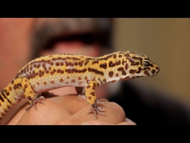 5 Cool Facts about Leopard Geckos | Pet Reptiles