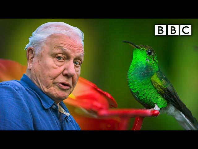 David Attenborough meets a very glamorous hummingbird  BBC