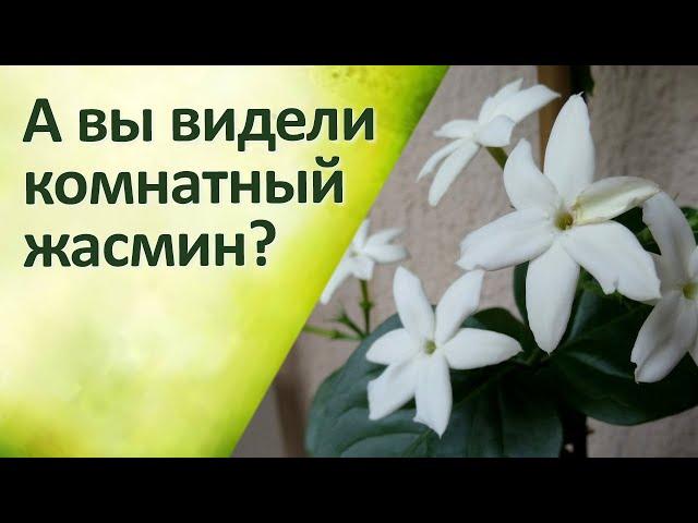 Комнатные цветы Жасмин Уход Обрезка