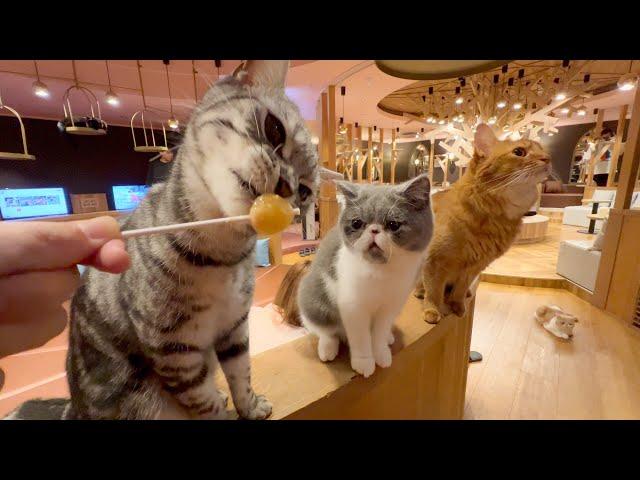 So Cute!!! Visiting a large Japanese cat cafe in Nagoya   CAT CAFE MOCHA