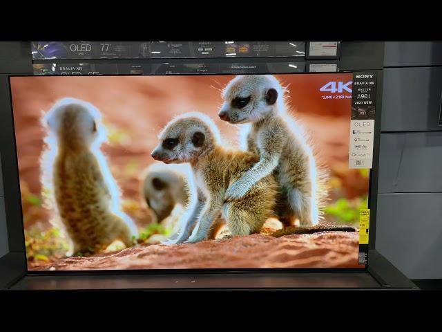 Sony A90J wildlife demo