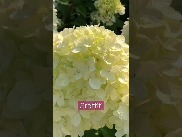 #graffiti #гортензия #hydrangea #садгортензий #hortensia #hydrangeas #сад #метельчатаягортензия