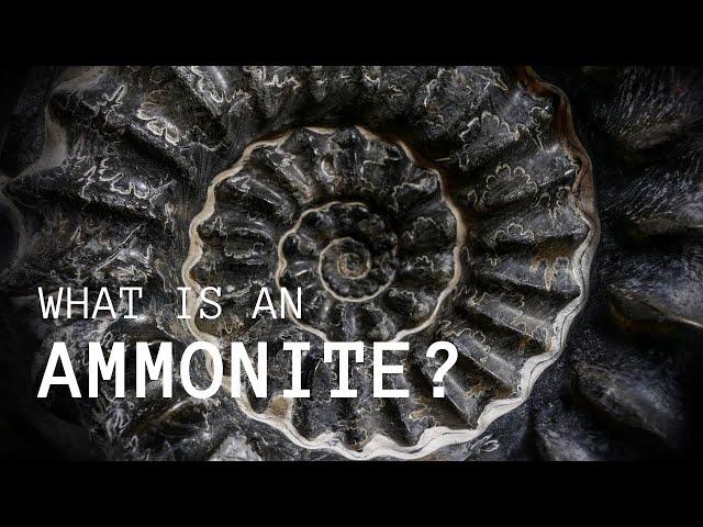 What is an Ammonite? (A Quick Introduction)