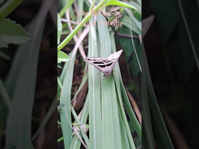 Con Bướm Sọc ( Striped Butterfly ) / #shorts #dongvatquanhta