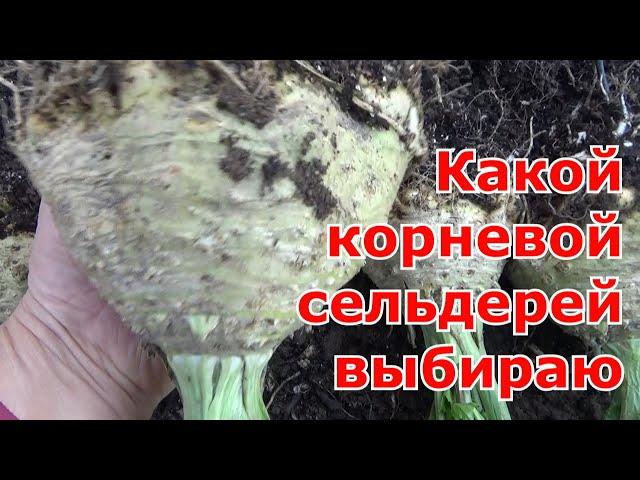 Урожай корневого сельдерея. Какой сорт корневого сельдерея выбрать на следующий сезон.