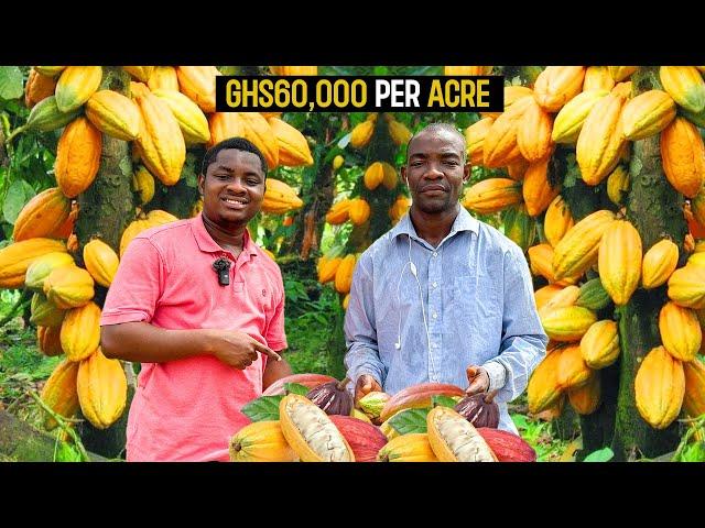 How To Start a Successful Cocoa Farm as a BEGINNER in Ghana in 2024 - DETAILED  #cocoa #cocoabombs