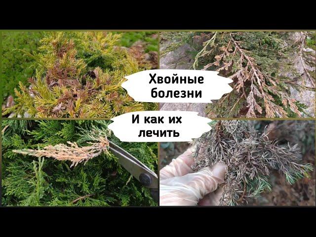 Хвойные болезни и как их лечить.