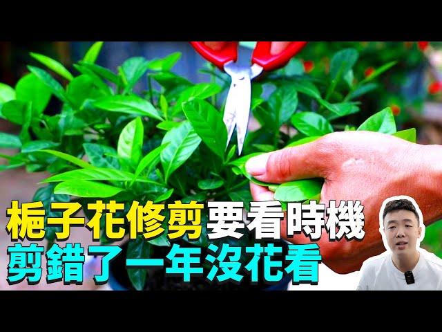 梔子花修剪，開完花在這個位置剪三刀，來年爆盆不止不斷復花|禪藝綠植工作室