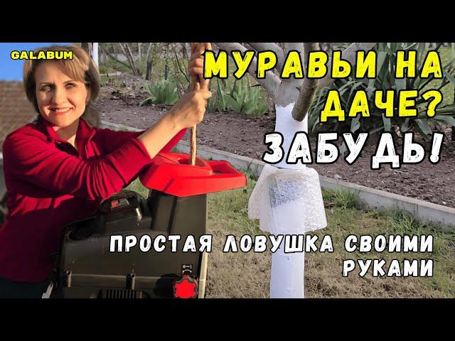 3 Дачных Фишки: Сеем Горох, Ловушки для Муравьёв и Умная Подготовка Земли под Огурцы!