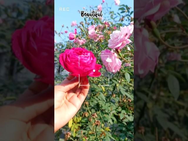 Beautiful Roses️ #shorts  #aesthetic #satisfying #asmr #ytlove  #fyp #fy #fypシ゚ #fypyoutube #art